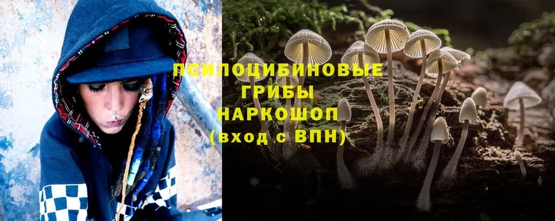 МЕГА ССЫЛКА  Алексин  Псилоцибиновые грибы Psilocybe  купить  цена 